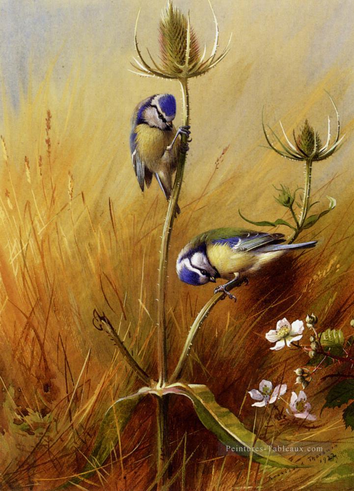 Bluetits sur une cardère Archibald Thorburn oiseau Peintures à l'huile